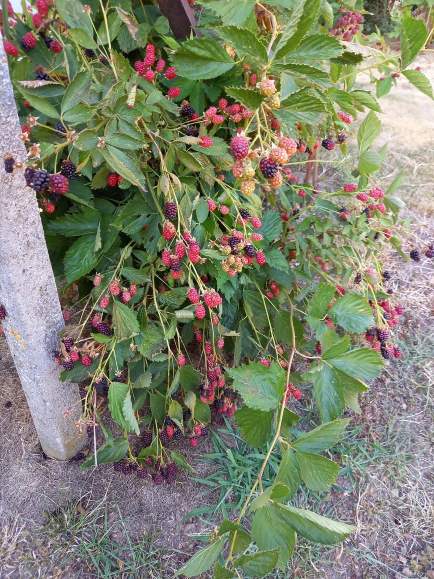 Wickys Igelnest Διαμέρισμα Malsch  Εξωτερικό φωτογραφία