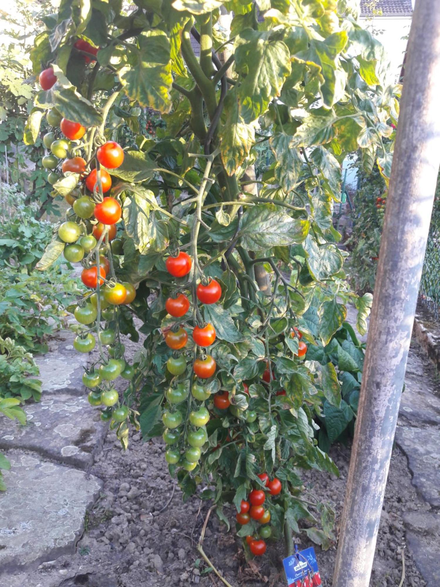 Wickys Igelnest Διαμέρισμα Malsch  Εξωτερικό φωτογραφία